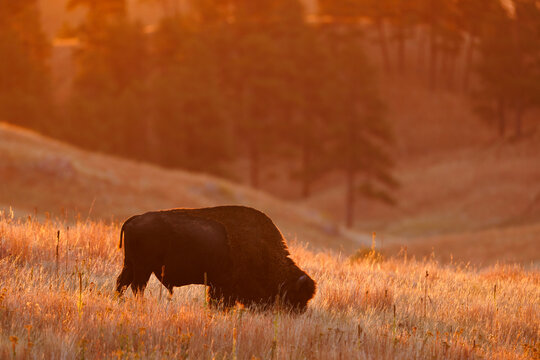 American Bison