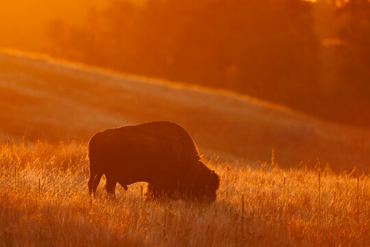 American Bison