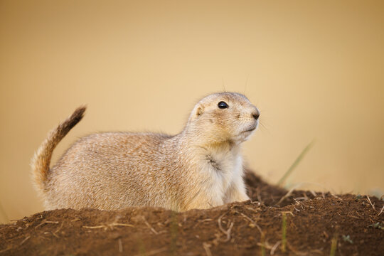 Prairie dog