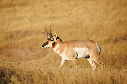 Pronghorn