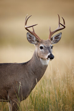 White-tailed Deer