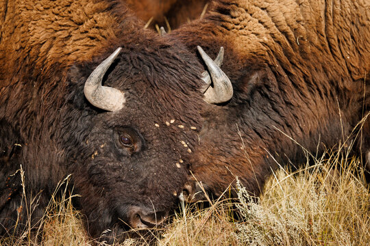 Two Bison
