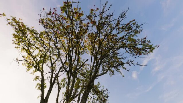4k footage filmed in November 2022 in Thuringia using the Panasonic S1, Ronin RS3 Pro and tilta float.
