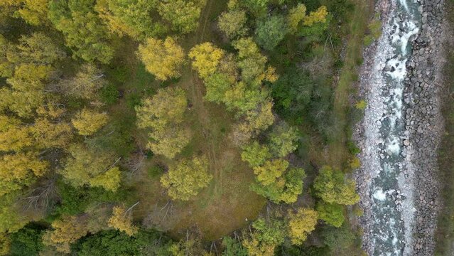 Beautiful forest in autumn colors filmed with a drone from above. A river flows through the forest.