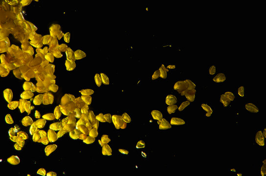 yellow pollen 