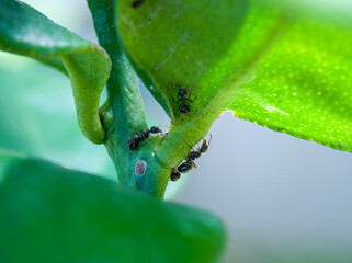 the ants take shelter from the sun under lime leaves