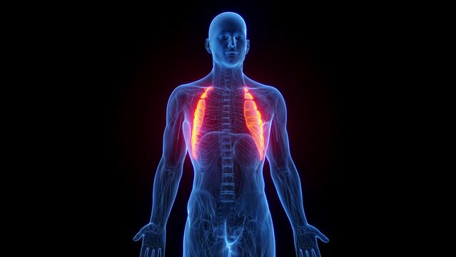 3D rendered medical animation of a man's serratus anterior