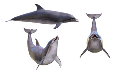 3d render dolphin sea creature