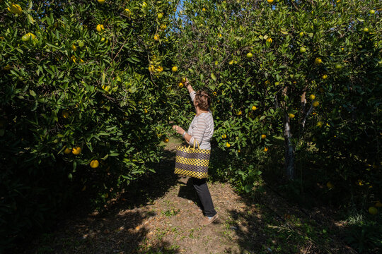 picking oranges from orange grove 