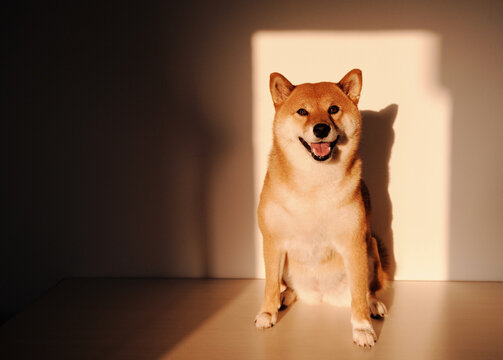 Happy shiba inu in sunlight