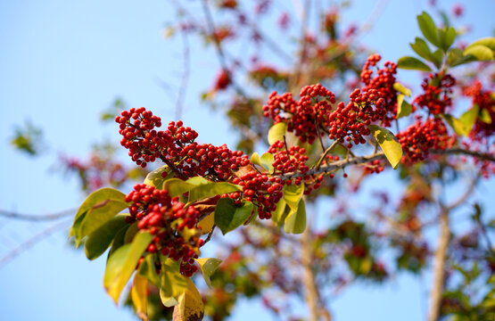 Closeup red small fruit on autumn tree