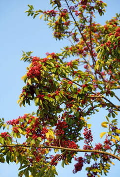 Closeup red small fruit on autumn tree
