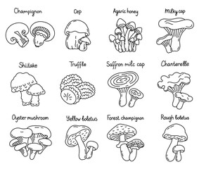 Obraz premium Edible mushrooms icon set. Vector line. Editable outline stroke.