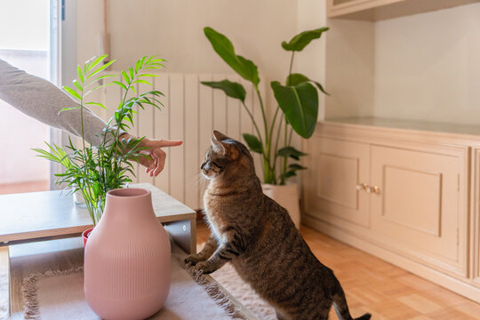 Lovely Cat At Home.