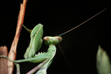 Praying Mantis closeup
