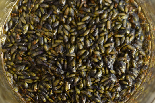 Lavender oil infusion