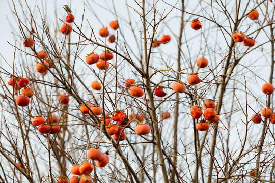 Ripe Persimmons on a Tree