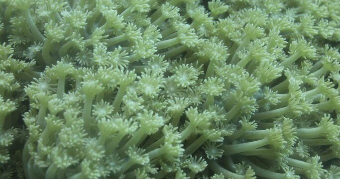 Goniopora, often called flowerpot coral, is a genus of colonial stony coral found in the Red Sea are an enigmatic coral that has captured the fancy of many a reef hobbyist