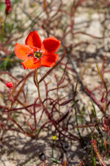 The beautiful red flowered form of the Sundew Drosera cistiflora in natural habitat, carnivorous plant, sticky plant, Western Cape of South Africa