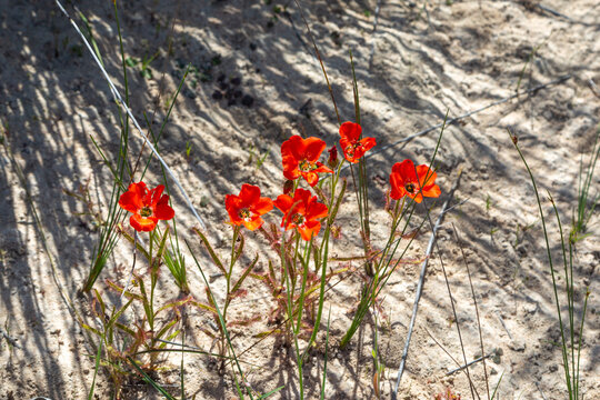 The beautiful red flowered form of the Sundew Drosera cistiflora in natural habitat, carnivorous plant, sticky plant, Western Cape of South Africa