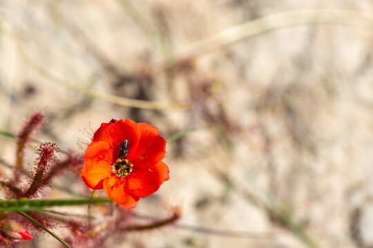 The beautiful red flowered form of the Sundew Drosera cistiflora in natural habitat, carnivorous plant, sticky plant, Western Cape of South Africa