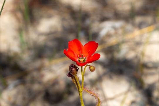 The beautiful red flowered form of the Sundew Drosera cistiflora in natural habitat, carnivorous plant, sticky plant, Western Cape of South Africa