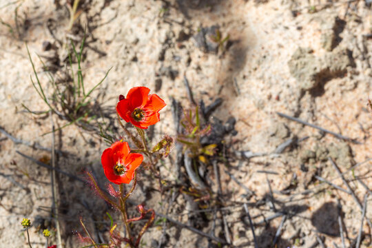 The beautiful red flowered form of the Sundew Drosera cistiflora in natural habitat, carnivorous plant, sticky plant, Western Cape of South Africa