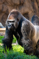 Silverback gorilla portrait