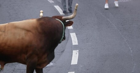 Bull Is Running On The Street During Tourada A Corda In Sao Mateus da Calheta, Terceira Island, Azores, Portugal. Close Up