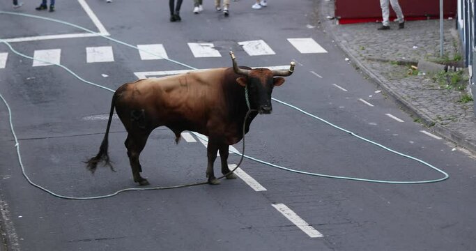 Aggressive Bull Chasing People At The Street During Tourada a Corda In Sao Mateus da Calheta, Terceira Island, Azores.
