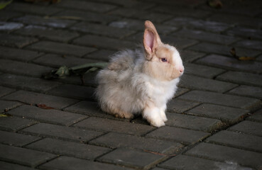 Closeup of cute rabbits free range in nature farm