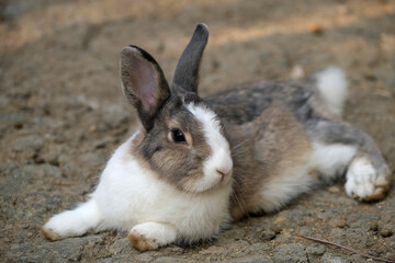 Closeup of cute rabbits free range in nature farm