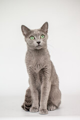 Obraz premium Katze, Freisteller, Russisch Blau