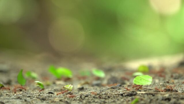 Close-up of leafcutter ants on lush jungle path with beautiful bokeh in background. Camera rack focuses at start. 4K