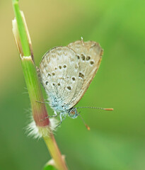 Butterflies Creative Images