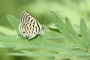 Butterflies Creative Images