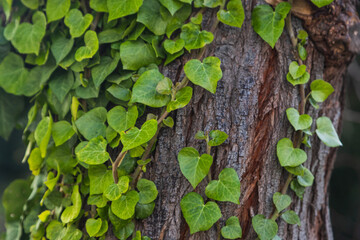 heart-shaped green leaves wrap around a tree, close up