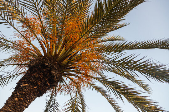 Close-up of a bright green leaf of a palm tree under the bright tropical sun under blue sky