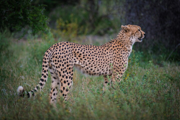 cheetah in the grass