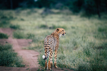 cheetah in serengeti
