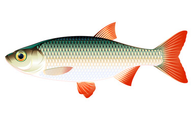Realistic rudd fish isolated illustration, one freshwater fish on side view