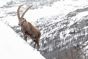 The king of the Alps (Capra ibex)