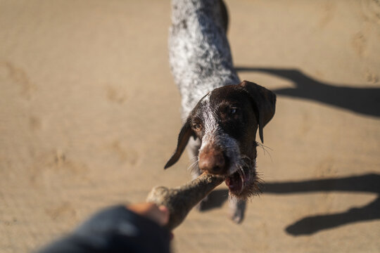 dog playing on the beach