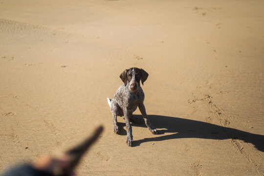 dog playing on the beach