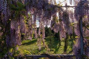 Close up view of beautiful purple wisteria blossoms hanging down from a trellis in a garden with sunlight shining from above through the branches on a sunny spring day.