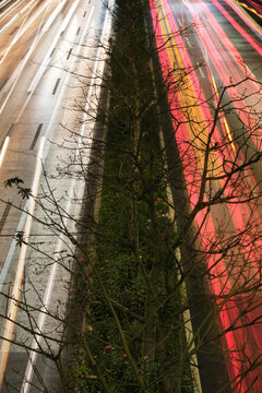 Close up of vegetative trees on a city highway 