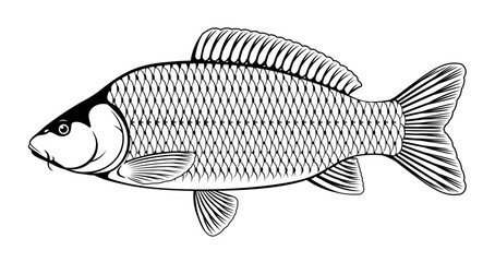 Realistic common carp fish in black and white isolated illustration, one freshwater fish on side view