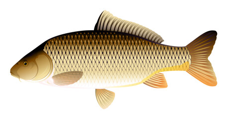 Realistic wild common carp fish isolated illustration, one freshwater fish on side view