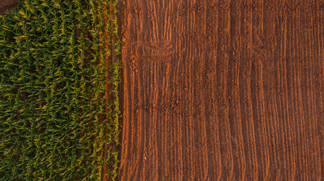 aerial overhead view of a corn field from above