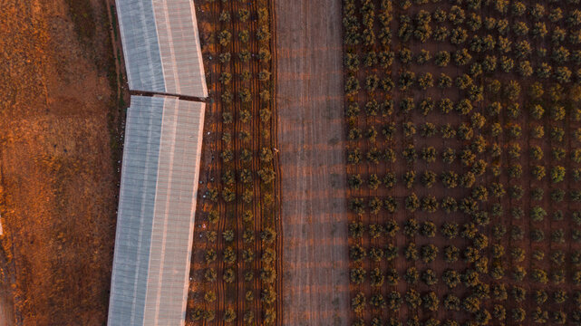 aerial overhead view of an olive farm from above